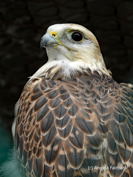 saker falcon 3