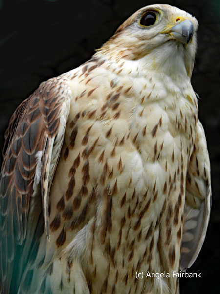 saker falcon 4