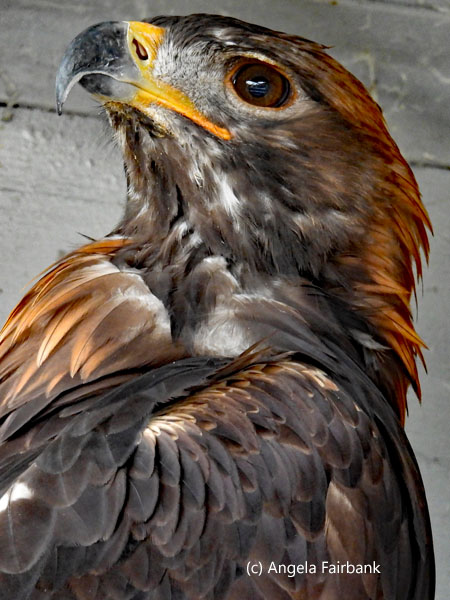 Eastern Imperial Eagle 1