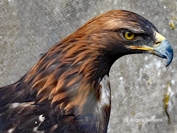 Eastern Imperial Eagle 2