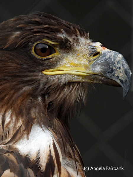 Eastern Imperial Eagle 3