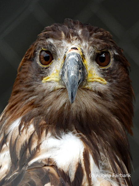 Eastern Imperial Eagle 4