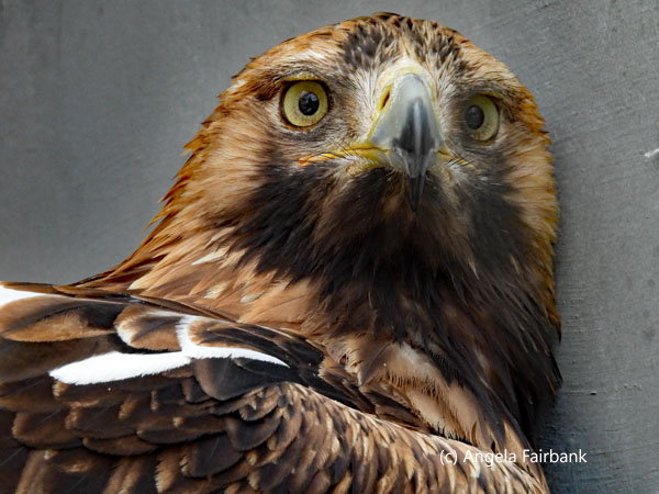 Steppe Eagle