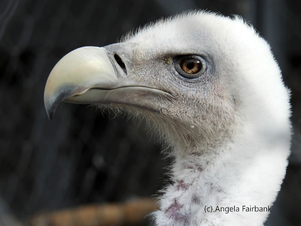Himalayan Vulture 1