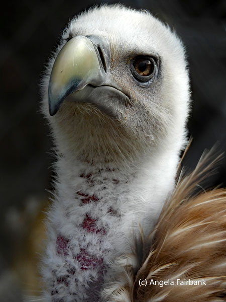 Himalayan Vulture 2
