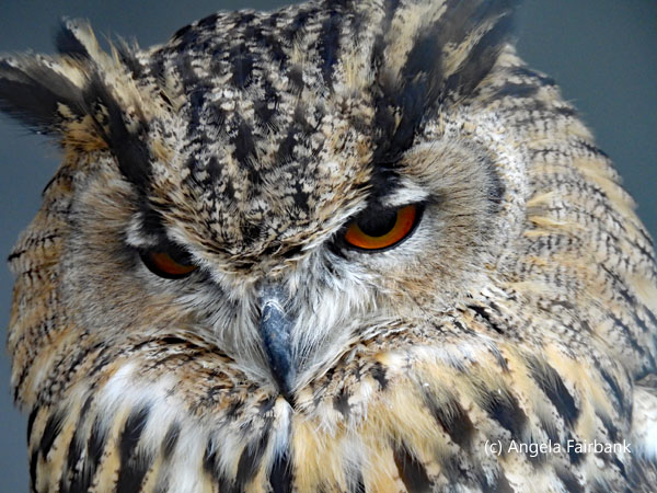Eurasian Eagle-Owl 1