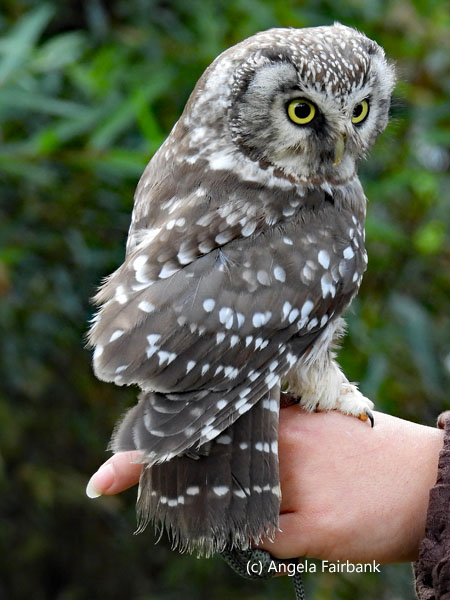 Little Owl 1