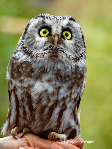 Little Owl 2