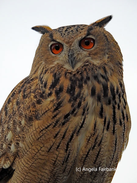 Eurasian Eagle-Owl 2