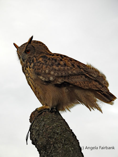 Eurasian Eagle-Owl 3