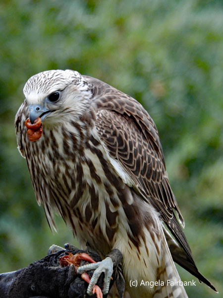 saker falcon 5