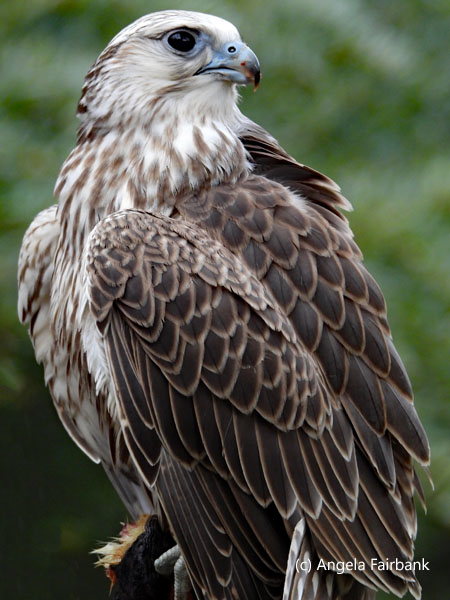 saker falcon 6