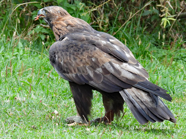 golden eagle on ground