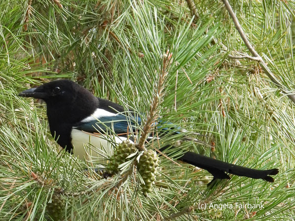 Eurasian magpie in pine tree