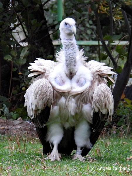Himalayan Vulture in show 1