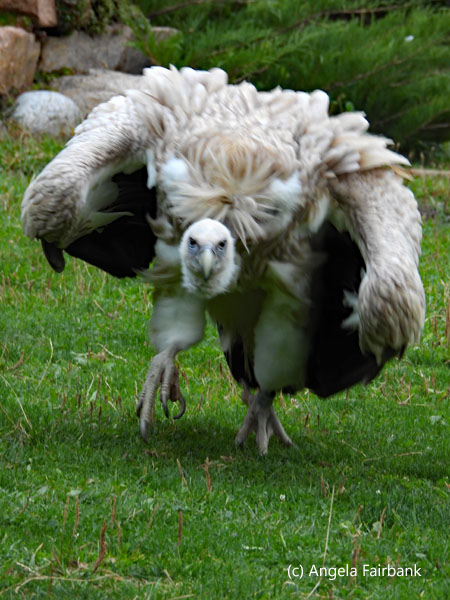 Himalayan Vulture in show 2