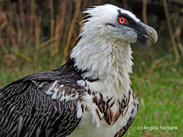 Lammergeier on ground