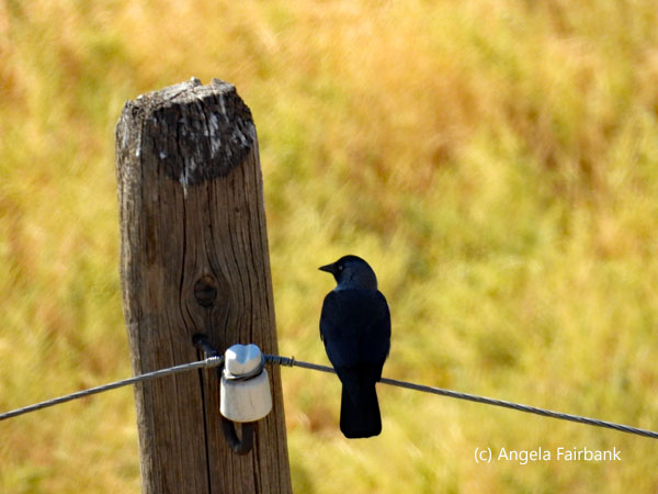 hooded crow on wire