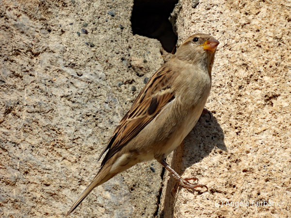 sparrow at monastery