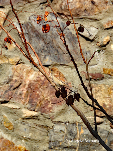 bird on bush at monastery