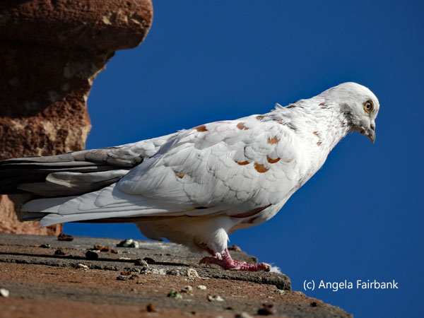 dove at monastery