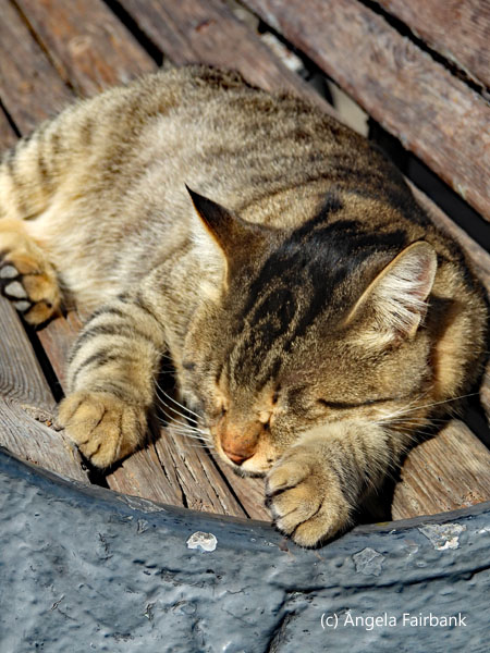 cat sleeping on bench