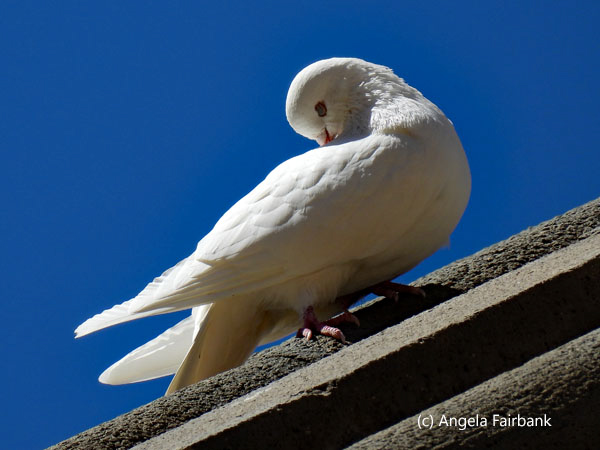 white dove on roof