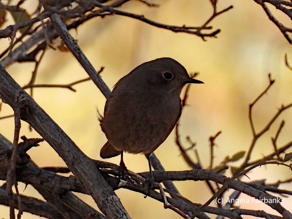 bird in a tree