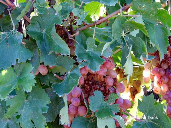 grapes growing