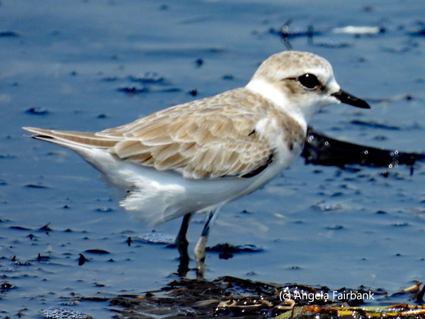 lesser sand plover