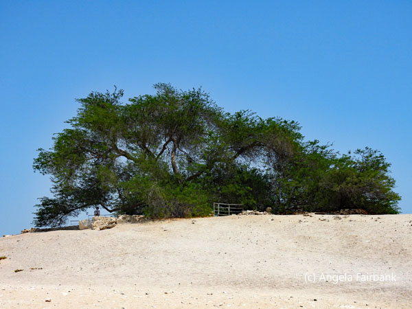 tree of life 1