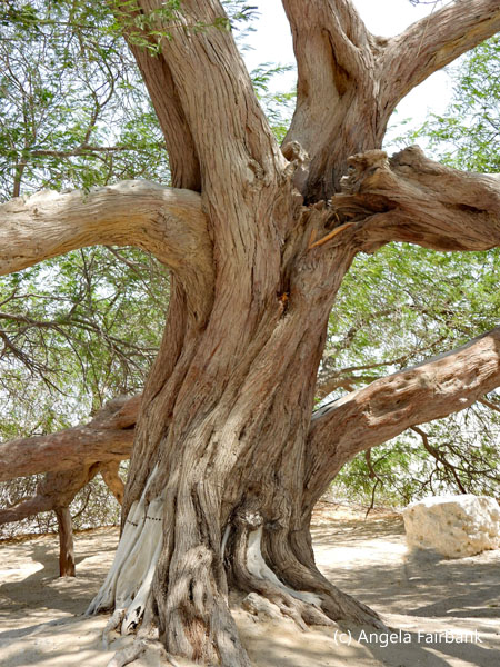 tree of life 2