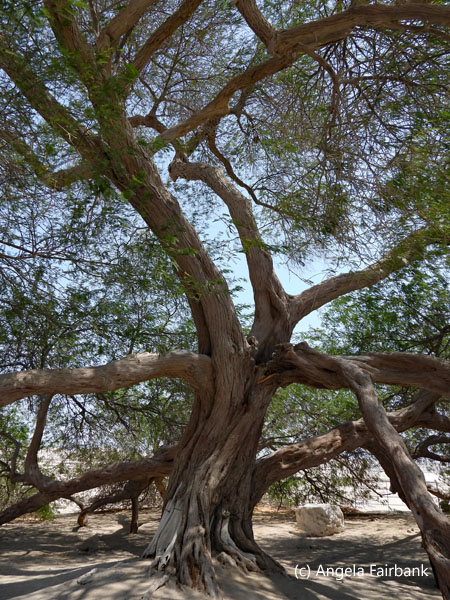 tree of life 3