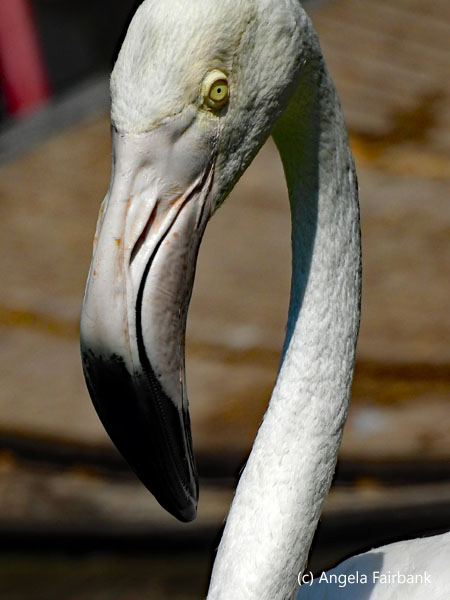 flamingo 1
