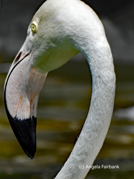 flamingo 2