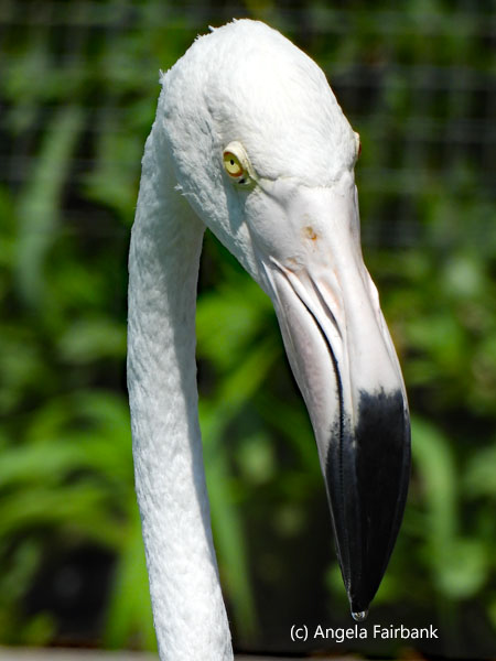 flamingo 3