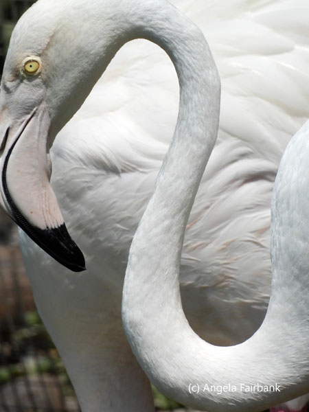 flamingo 4