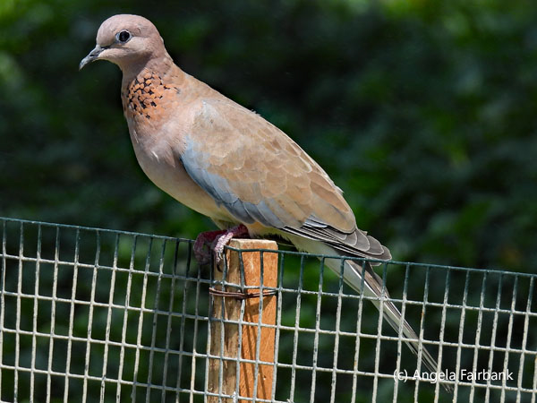laughing dove