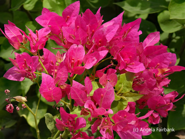 bougainvillea
