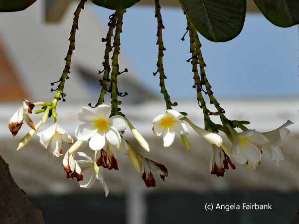 white flowers
