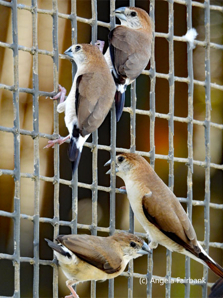 Indian silverbills