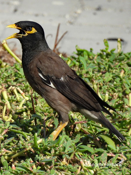common mynah 1