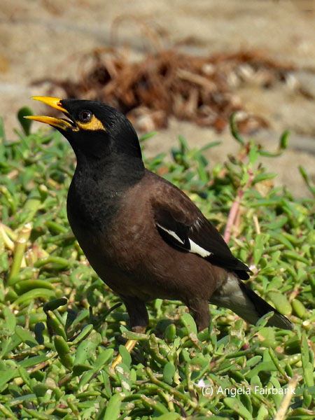 common mynah 2