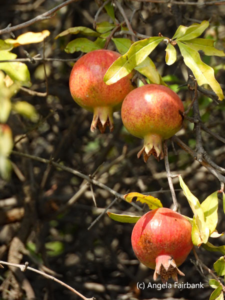 pomegranates on tree