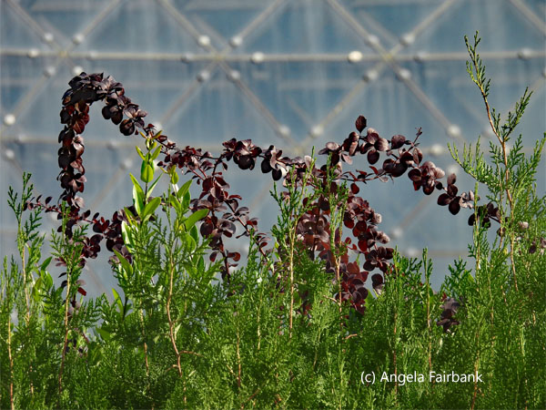 purple flowers in memorial garden