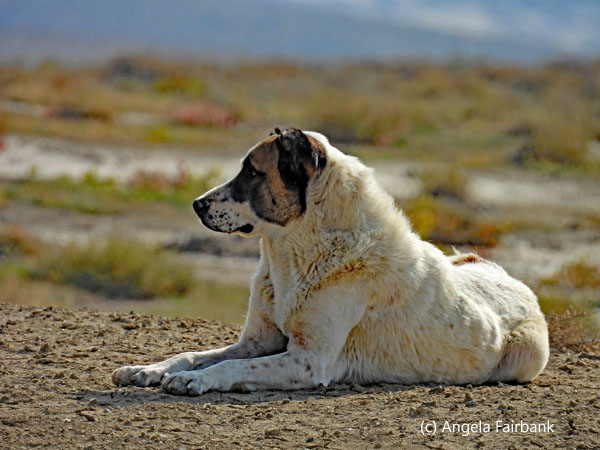 Turkmen Wolf-Hound