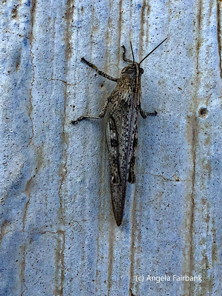 grasshopper