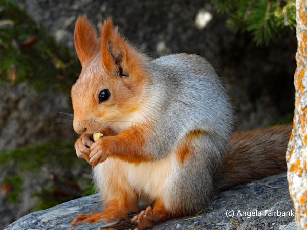 red squirrel 1