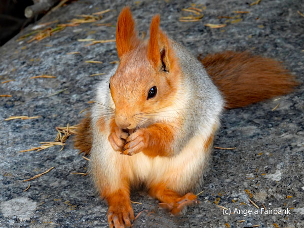 red squirrel 2