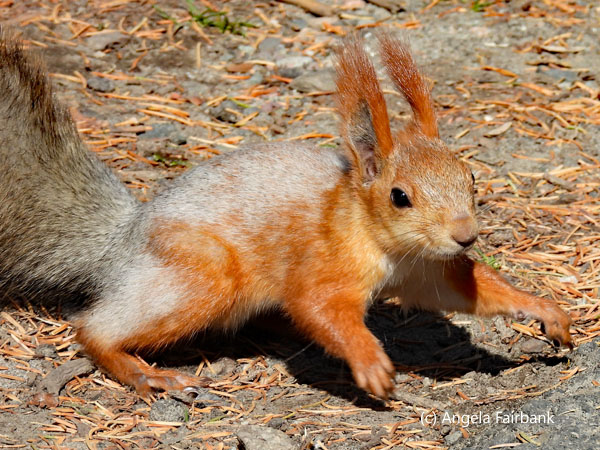 red squirrel 3